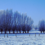 20090304 - Winter