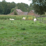 DSC_1845 Oetingen voetweg frankrijkstraat kasteelstraat veld koeien